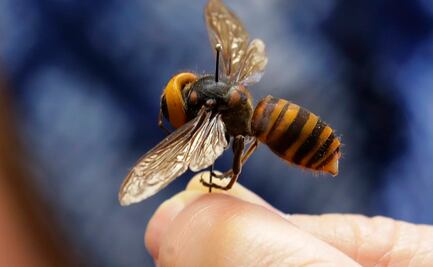 ¿Los avispones gigantes asiáticos podrían llegar a América?