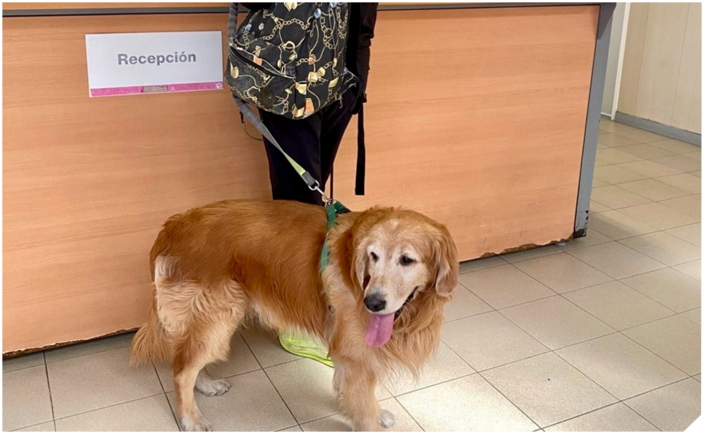 Hospital Veterinario de la CDMX