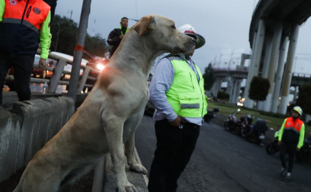 Diputados pusieron como ejemplo los animalitos afectados por la explosión de una pipa de gas en el puente de la concordia. Foto: Carlos Mejía/ EL UNIVERSAL