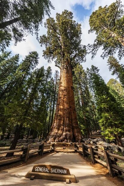 Dónde está General Sherman, el árbol más grande del planeta 
