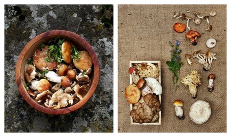 El reino de los hongos