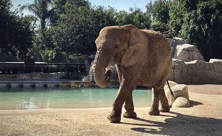 Corte ratifica amparo a elefanta “Ely”; autoridades deben garantizar su bienestar y protección