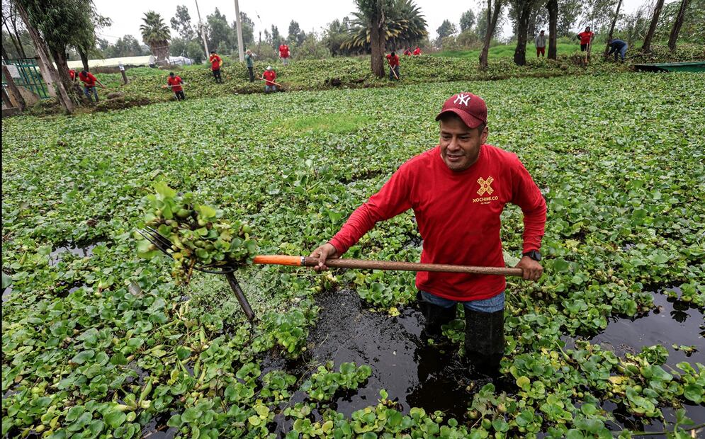 Integrantes de la brigada Cuidadores del Medio Ambiente realizan labores de limpieza de lirio acuático en el canal Japón de la zona lacustre de la alcaldía Xochimilco, en la Ciudad de México, el jueves 26 de junio de 2025. Foto: Gabriel Pano/EL UNIVERSAL
