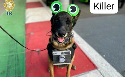 FOTOS: Ellos son "Killer" y "Zory", dos de los perros policías que cuidan los conciertos de Bad Bunny en CDMX