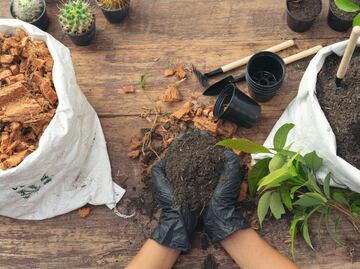 Conoce qué hierbas y hortalizas puedes cultivar en casa