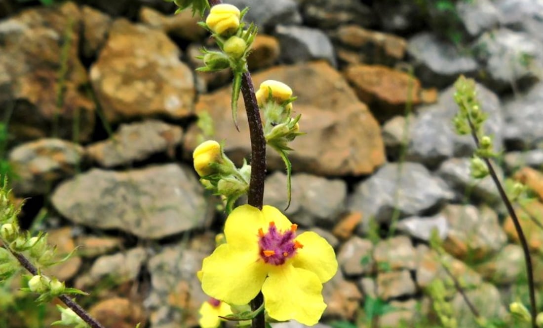 Planta de gordolobo. Fuente: Twitter @AMGVA