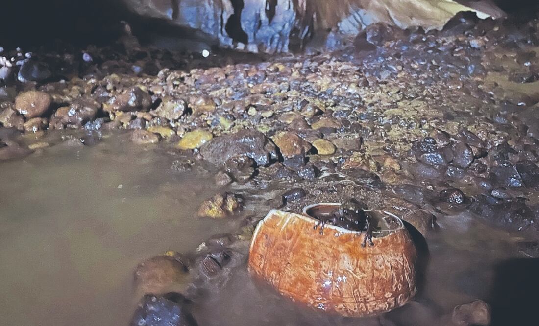 Investigadores del INAH acudieron a inspeccionar la zona, donde además de las joyas había una concha de caracol, maderas y discos. Fotos: Inah