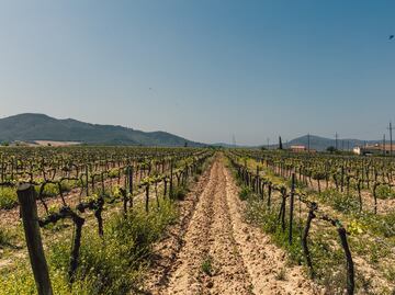 Vendimias 2022: Coahuila, un gigante vinícola