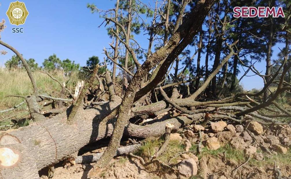 Detienen a hombre que talaba arboles endémicos en Milpa Alta (28/11/2024). Foto: Foto: SSC CDMX/Sedema