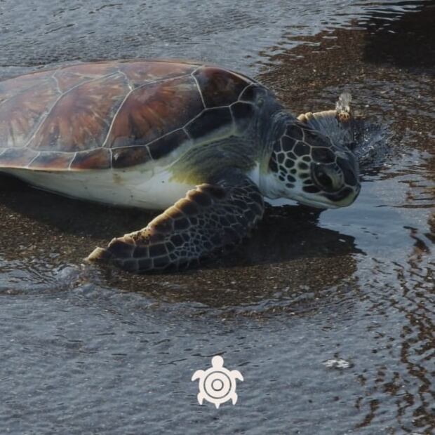 El licor de tamarindo que salva a las tortugas marinas