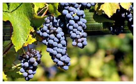 Vinos con acento francés