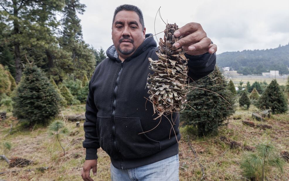 El productor explicó que el proceso comienza desde la recolección de piñas que caen de los pinos más altos del bosque, después se deben sembrar varias y esperar a que alguna de ellas germine para que sean embolsadas y cultivadas por un año dentro de un huerto. Foto: Yaretzi M. Osnaya/EL UNIVERSAL