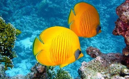 Estudio revela que peces saben sumar y restar, aunque sea del uno al cinco