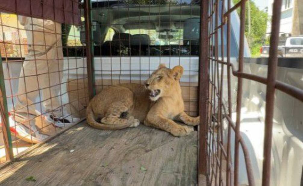 Rescatan a un cachorro de león africano en Puerto Vallarta, Jalisco. Foto: Especial