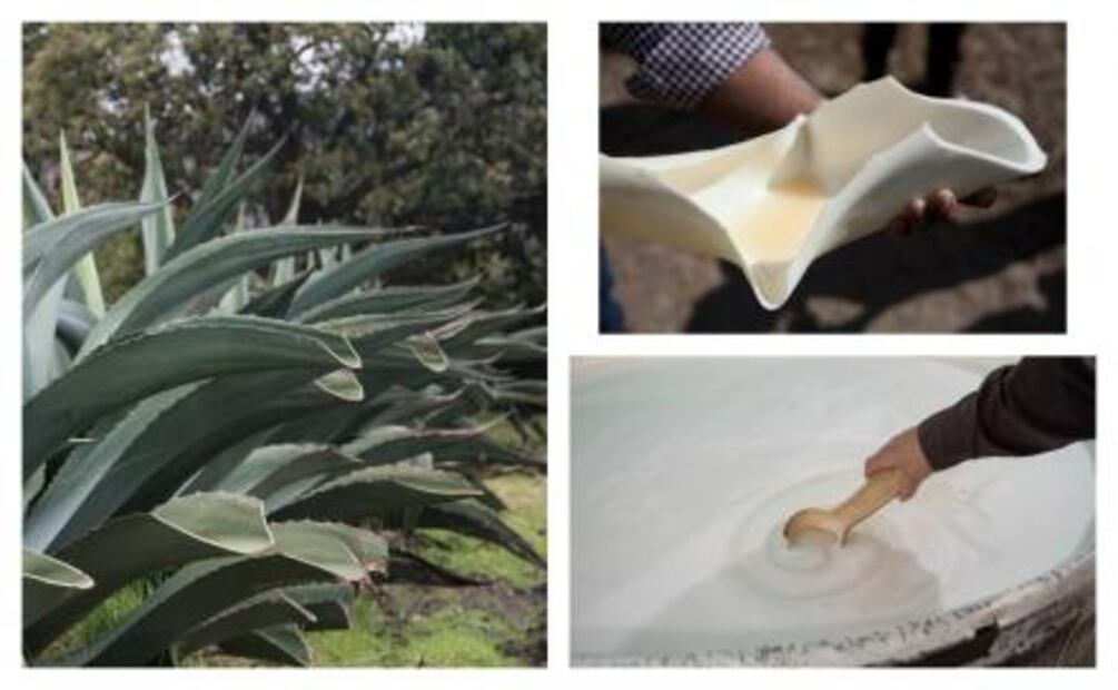 ¿Sabes cómo se prepara el pulque?