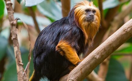 Localizan dos monos tamarino robados del zoológico de Dallas