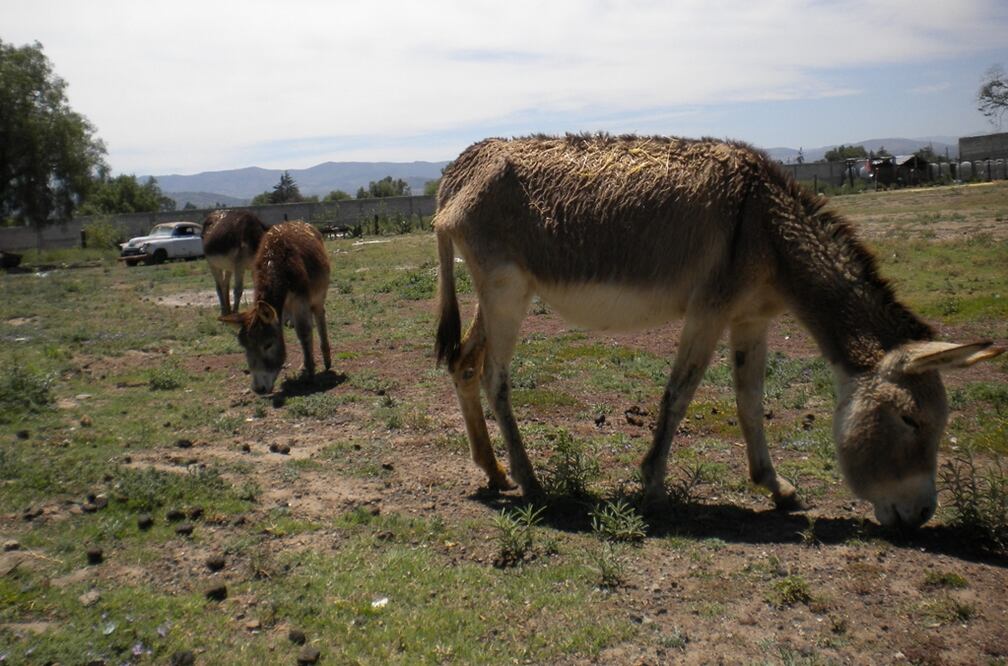 Archivo El Universal 