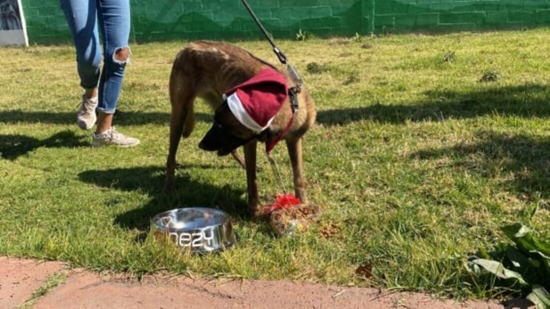 Perritos rescatados del Metro llevarán cartas a los Reyes Magos 