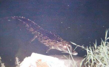 Cocodrilo arranca brazo a mujer en su casa en Michoacán