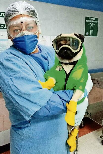 Meet Harley, the therapy dog who brings joy to healthcare workers on the front lines