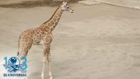 Nombran "Jirafifíta" a jirafa bebé del Zoológico de Chapultepec