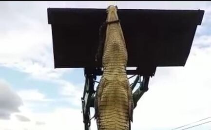 Matan y cocinan a enorme cocodrilo en Tepalcatepec, Michoacán; un policía estaría involucrado, denuncian activistas