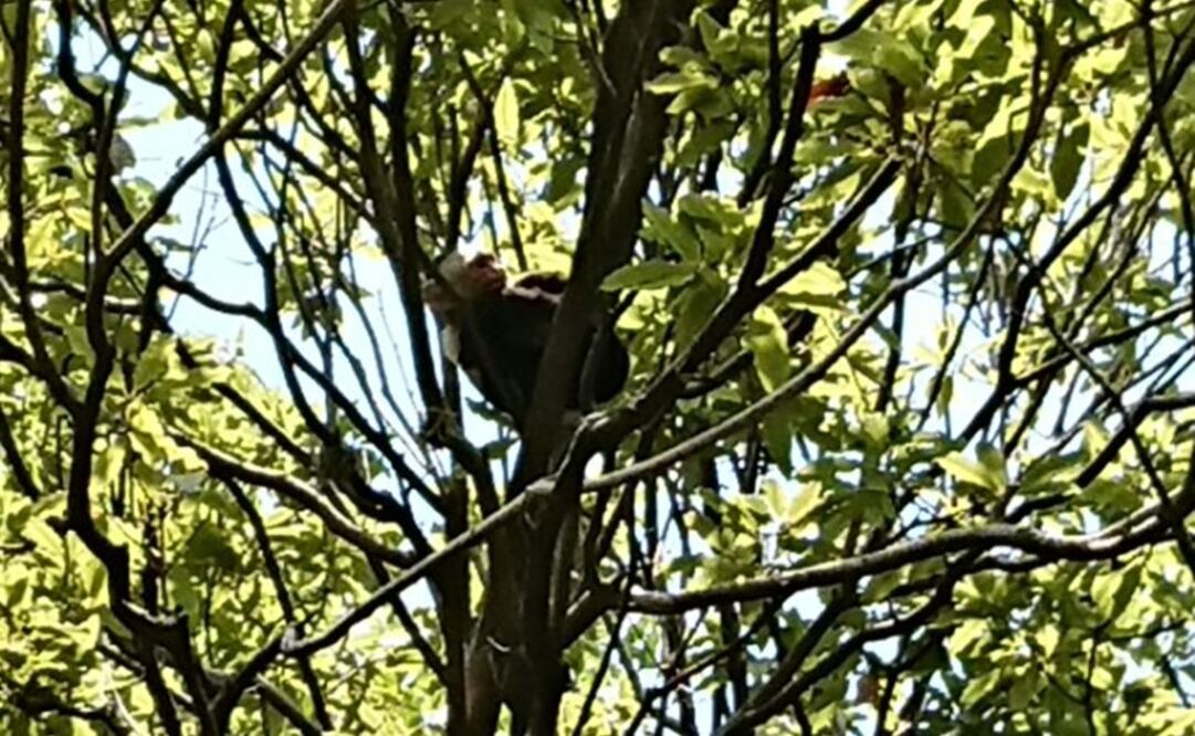 También está en el lugar la Brigada de Vigilancia Animal de la Secretaria de Seguridad Pública para apoyar en las labores de rescate (Foto: SSP CDMX)