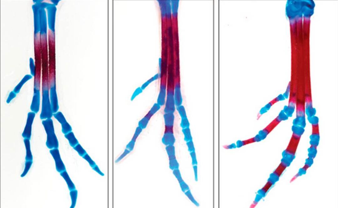 Lo lograron gracias a una droga que paralizó el movimiento de los embriones en el huevo. Foto: Tomada de nature.com