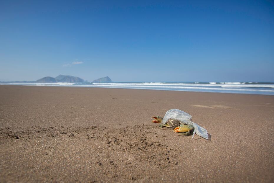 Nadar en playas contaminadas puede ser perjudicial para tu salud. Foto: Pexels