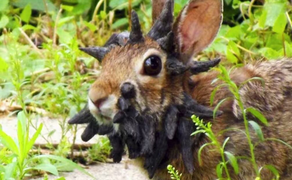 Estados Unidos: tras los conejos, ahora aparecieron ciervos con bultos en la piel (31/08/2025). Foto: La Nación