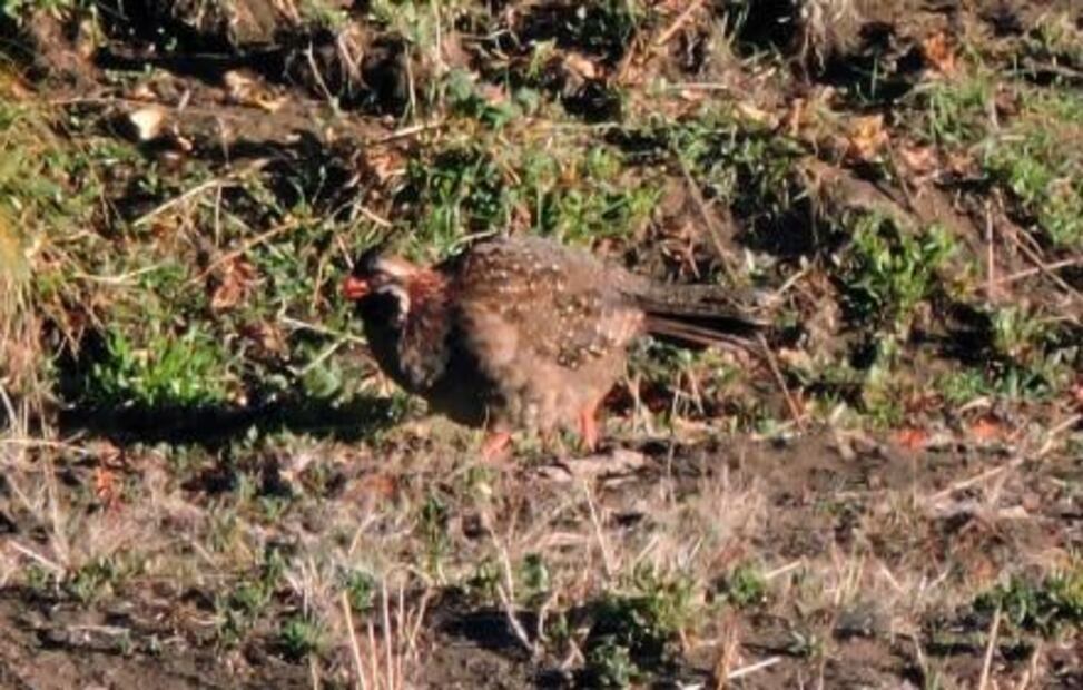 Hallan especies silvestres en bosque de Topilejo