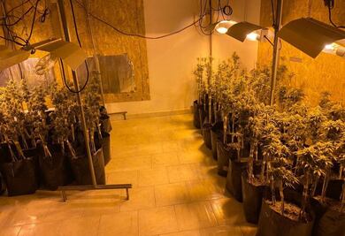 Desmantelan invernadero de marihuana en Monterrey