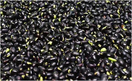 Para enfrentar sequía, Economía anuncia cupo de importación de frijol negro