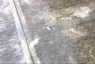 “Llueven” peces en Tampico 