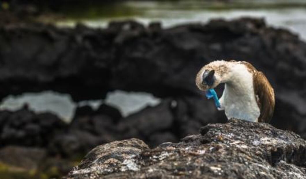 Viaja a las islas de las tortugas gigantes
