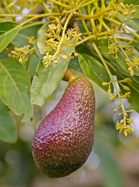 6 frutas que pensabas que eran verduras