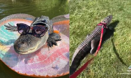 "Es amistoso": hombre lleva a su caimán mascota a un estadio y se hace viral
