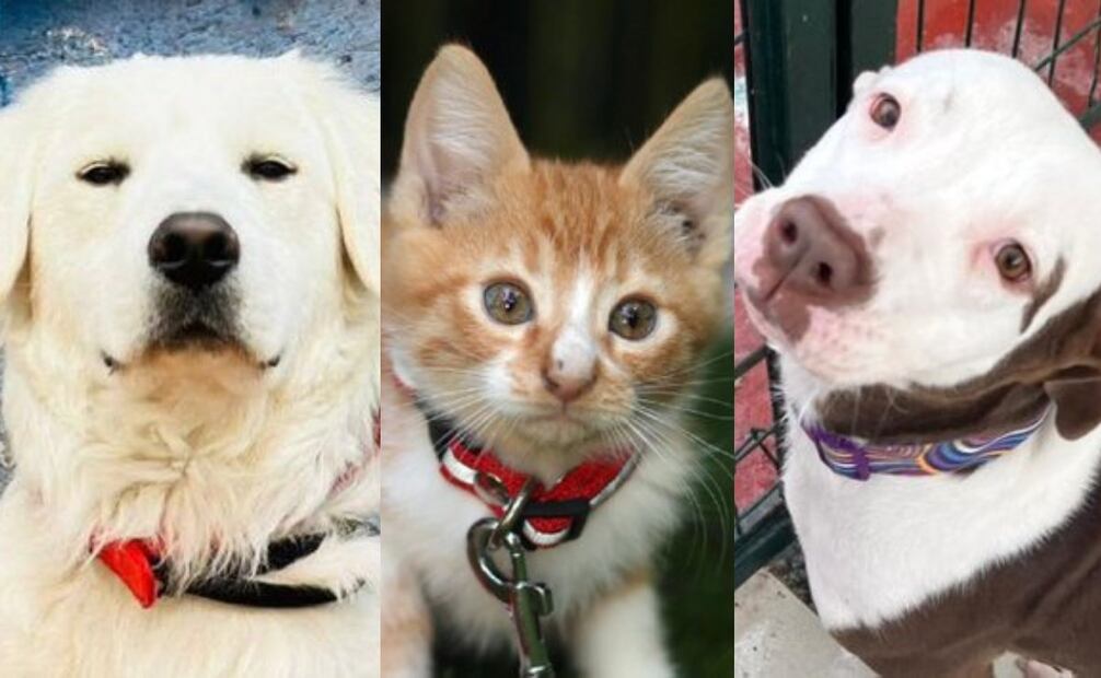 Perros y gatos en adopción de Adopta CDMX. Foto: X @AdoptaCDMX