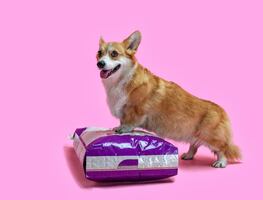 PRI propone deducir ISR a alimentos y atención médica para perros y gatos; ahorrarían hasta cinco mil pesos