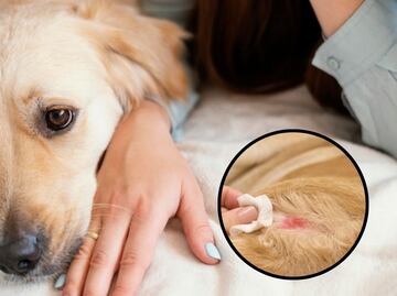 ¿Cuáles son los mejores shampoos para perros con dermatitis atópica, según veterinaria?
