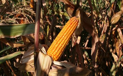 Avanza en comisiones de Diputados reforma para prohibir siembra de maíz transgénico; pasa al Pleno