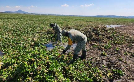 Diputado pide declarar emergencia sanitaria por presencia del mosco Culex en Hidalgo; señala impacto económico