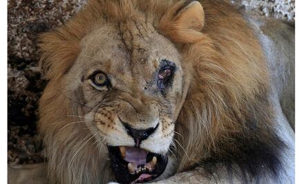 El león, la cebra y el lobo que están causando lástima en Albania