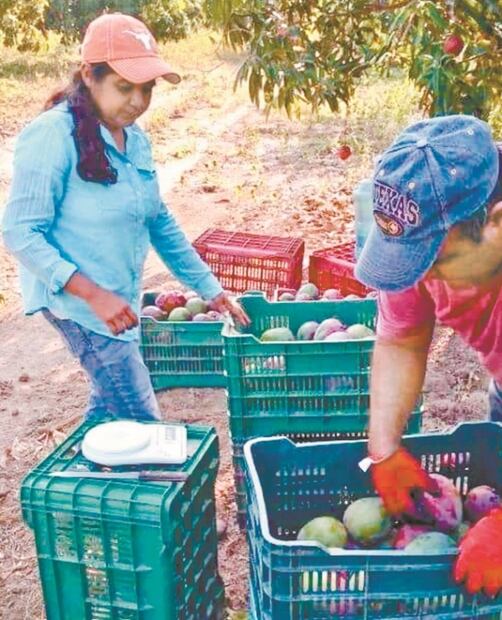 Temen cierre de fronteras al mango del Istmo