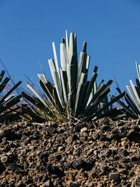 Celebrarán el Día Nacional del Tequila con actividades especiales