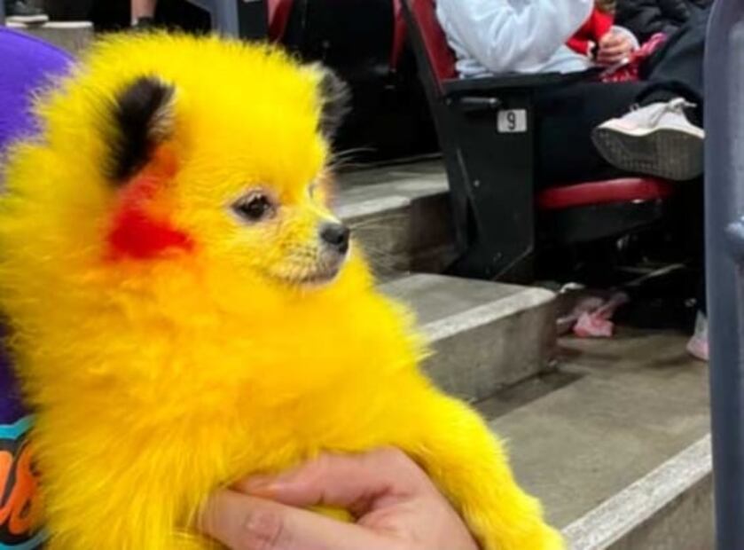 Ninel Conde es criticada por "fomentar" el maltrato animal