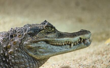Caimán mata a mujer de 85 años que paseaba a su perro en Florida