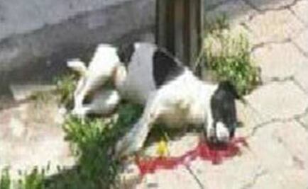 Mujer que lanzó a perro desde azotea pasaría 2 años en prisión