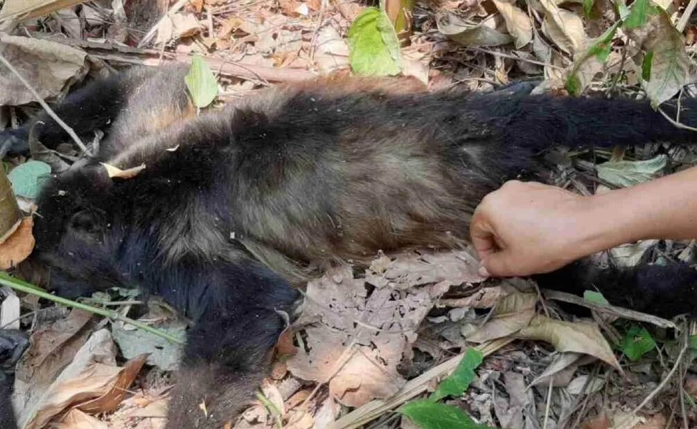 Cobius emite recomendaciones para evitar muerte de primates por altas temperaturas. Foto: Especial