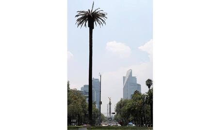 Hongo acaba con la palmera de Reforma